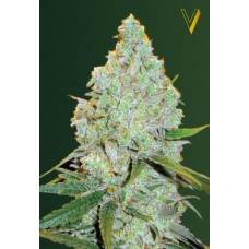 Семена конопли Auto Amnesia Haze Автофеминизированные Victory seeds
